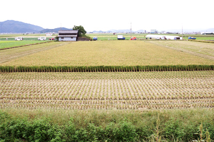 渡船の田んぼ